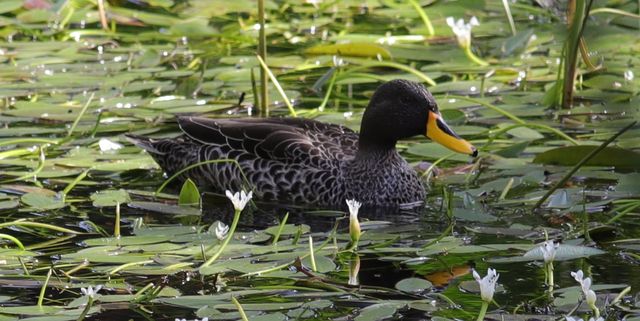 An adult Yellow-billed Duck swimming through a lily-covered pond. Some of the lillies are flowering.