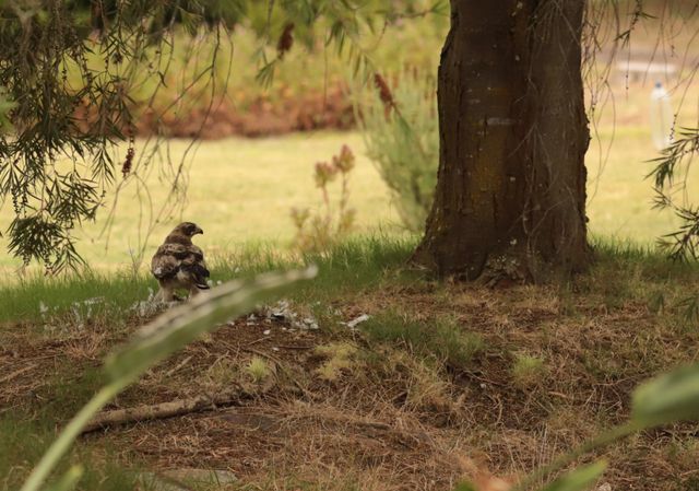 A Booted Eagle at the site of a feathery murder scene