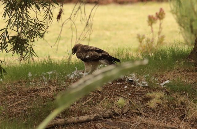 A Booted Eagle eating a recent kill. The scene is littered with feathers.