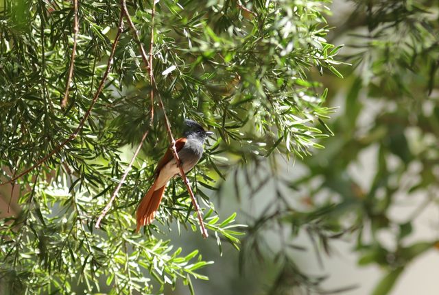 An adult female African Paradise Flycatcher perched in a Bottlebrush tree