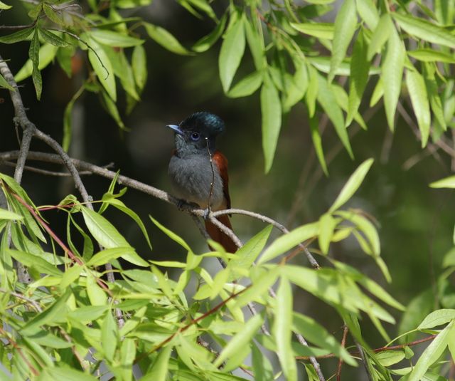 An adult female African Paradise Flycatcher perched on a lateral branch of a tree