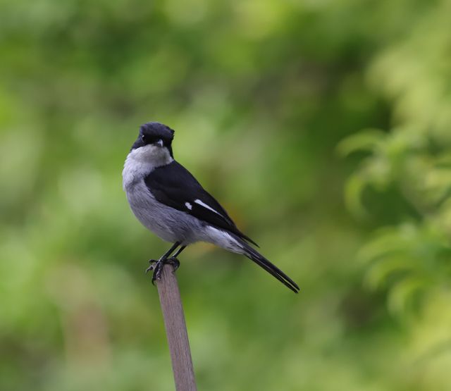 An adult male Fiscal Flycatcher perched on a broom handle, showing off for the camera