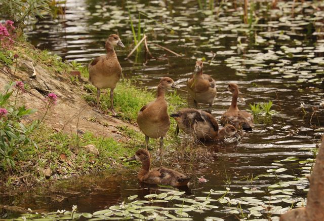 Six young Egyptian Goslings entering the pond's waters