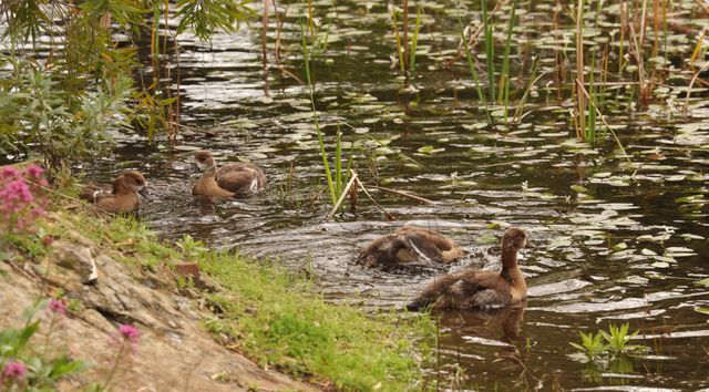 Four young Egyptian goslings swimming in a pond, its surface covered in lillies.