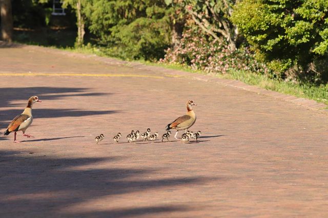 Two adult Egyptian Geese escort their eleven offspring across a paved road