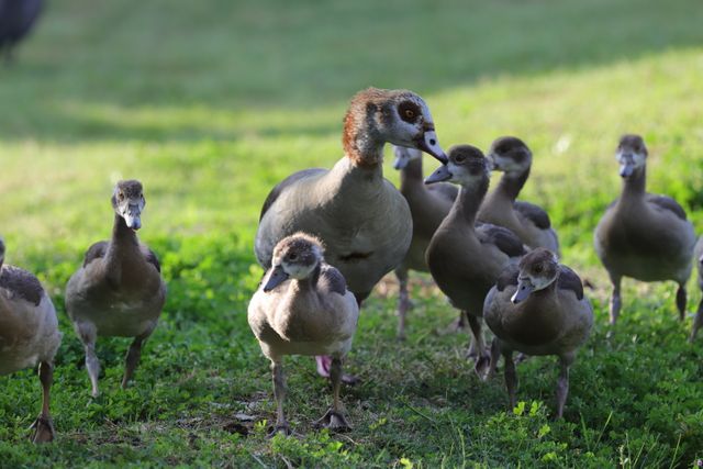 An adult Egyptian Goose surrounded by 8 goslings