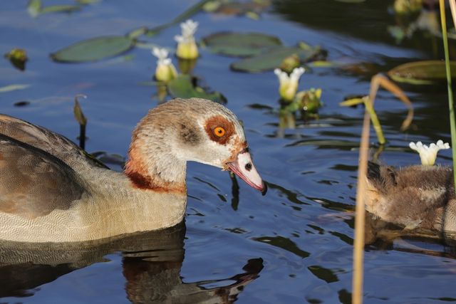 A close-up of a swimming Egyptian Goose looking for food in a pond