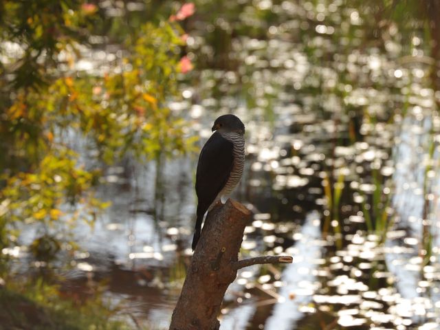 An adult African Goshawk perched on a sawn-off tree trunk