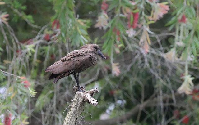 An adult Hamerkop perched atop a sawn-off tree trunk