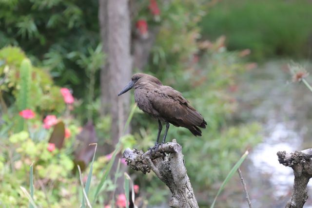 An adult Hamerkop perched atop a sawn-off tree trunk