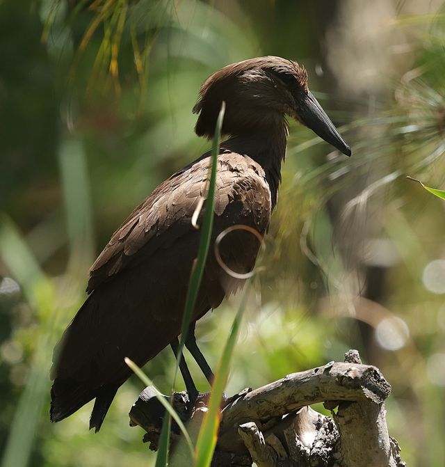 An adult Hamerkop perched on a trunk over a dam