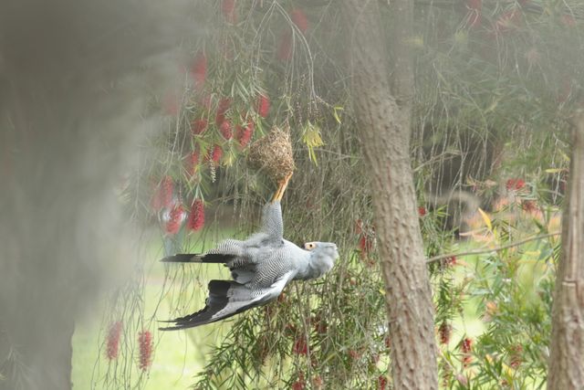 An African Harrier-hawk hanging from a weaver's nest by its two claws