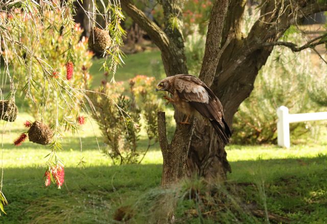 A juvenile African Harrier-hawk using its one claw to scratch its head