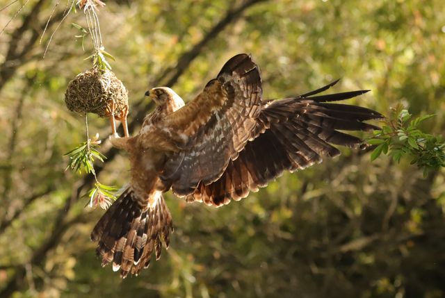 A juvenile African Harrier-hawk raiding a weaver's nest