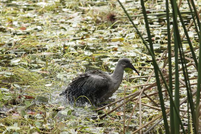 An adult Hadeda Ibis bathing in a pond, splashing water everywhere