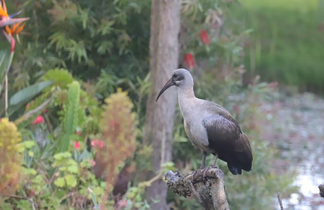 An adult Hadeda Ibis perched atop a sawn-off tree trunk