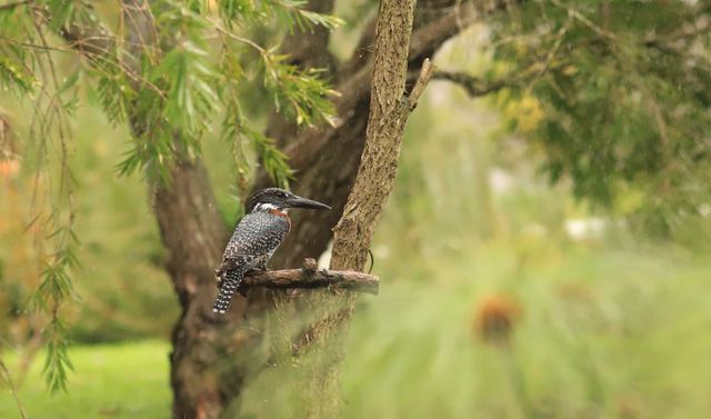 An adult Giant Kingfisher perched atop a sawn-off branch