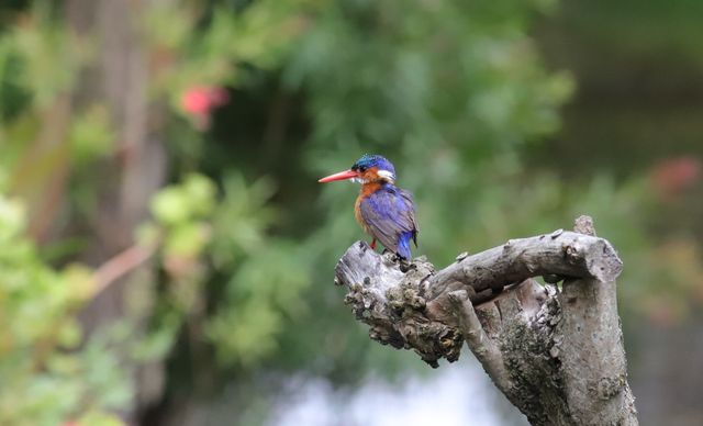An adult Malachite Kingfisher perched atop a sawn-off tree trunk