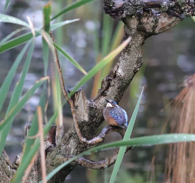 A juvenile Malachite Kingfisher perched on a pond-side tree