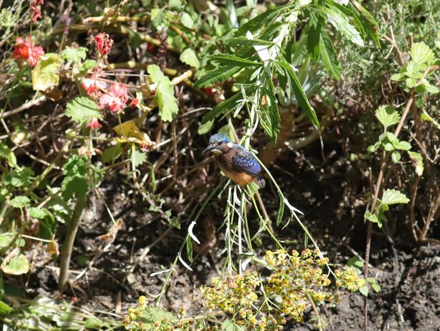 A juvenile Malachite Kingfisher perched on a bush, tilting the bush over towards the water below