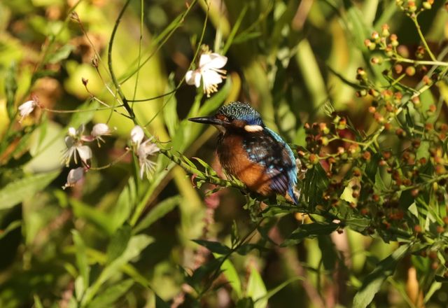 A juvenile Malachite Kingfisher hiding in the bushes