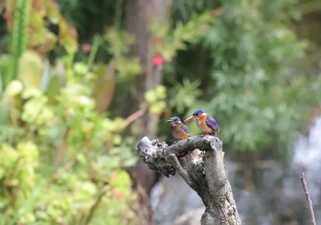 An adult Malachite Kingfisher and its young fledgling sitting atop a sawn-off tree trunk