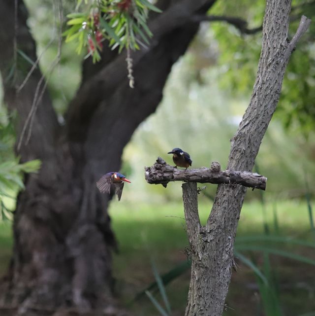 A juvenile Malachite Kingfisher lazily sits atop a sawn-off tree while its parent takes off in search of food