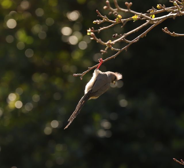 An adult White-backed Mousebird dangling from a branch using one leg
