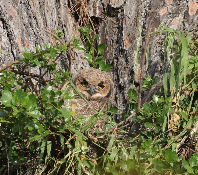 A juvnile Spotted Eagle Owl in its nest
