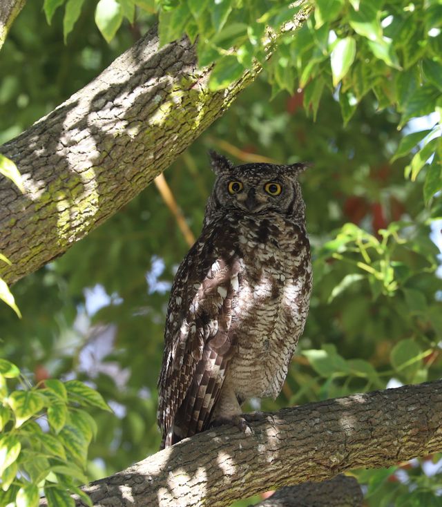 An adult Spotted Eagle-Owl perched in a nearby tree in broad daylight