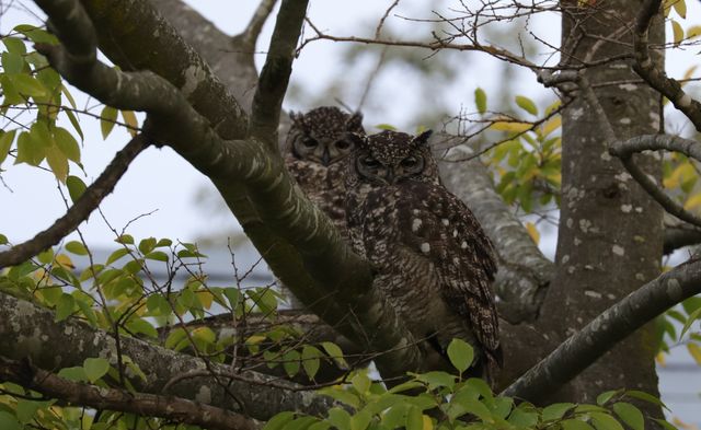An adult pair of Spotted Eagle-Owls in the boughs of a tree