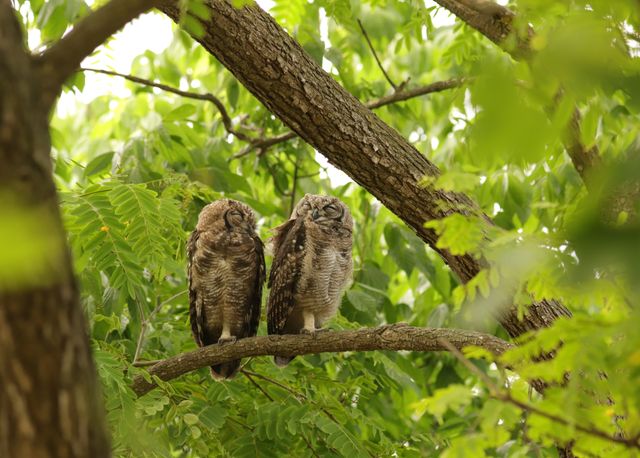 Two Adult Spotted Eagle Owls both asleep on a lateral branch. They're both perched on one foot each.
