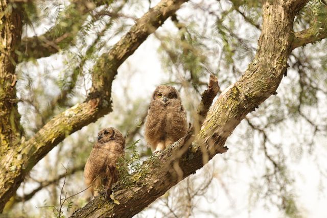 Two young Spotted Eagle-Owlets perched in a tree