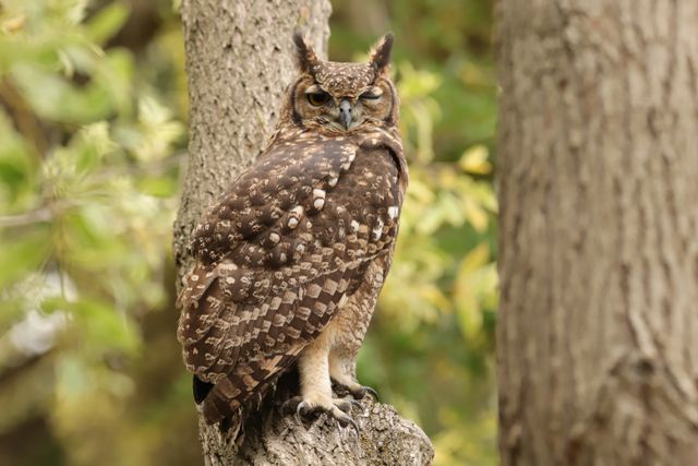 An adult Spotted Eagle Owl winking at the photographer