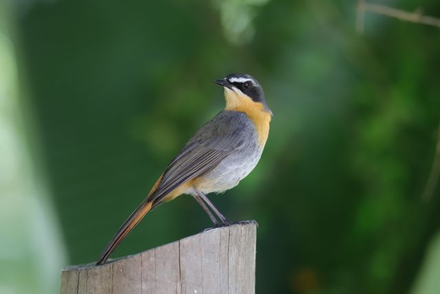 An adult Cape Robin-chat perched atop a pole