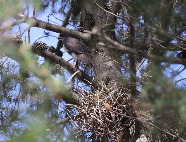 An adult Black Sparrowhawk perched just above its nest in a Stone Pine tree