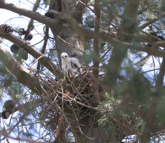 A small Black Sparrowhawk chick in its nest. It is fluffy and white.