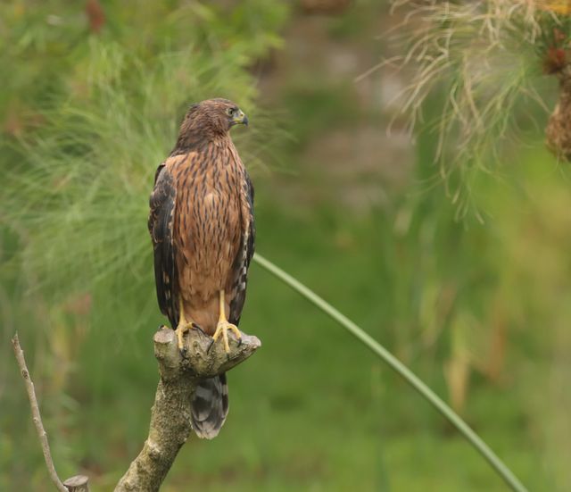 A juvenile Black Sparrowhawk perched atop a sawn-off tree branch