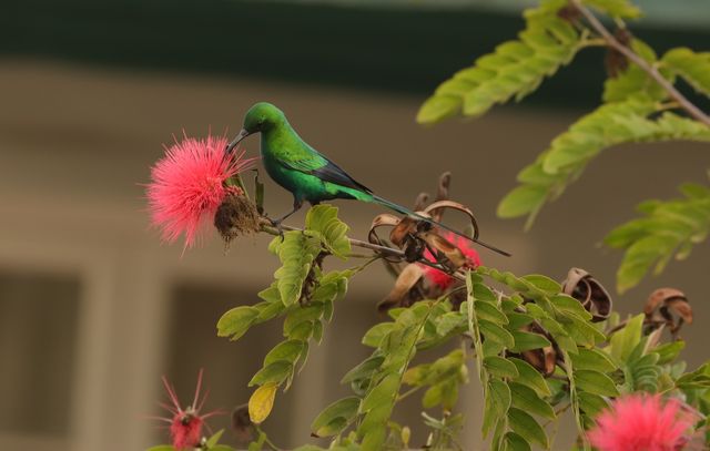 An adult male Malachite Subnird drinking nectar from a flowering tree
