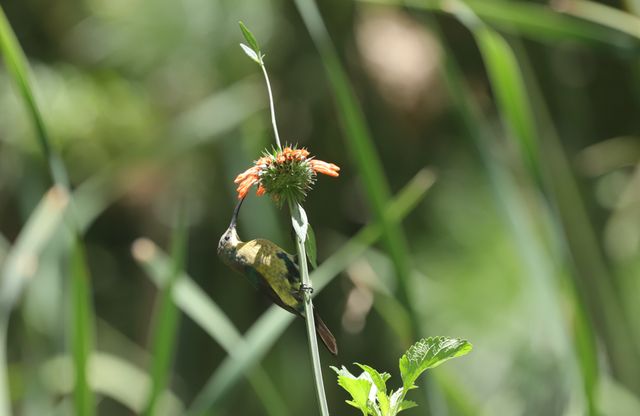 A young male Malachite Sunbird feeding from a flowering Leonotis