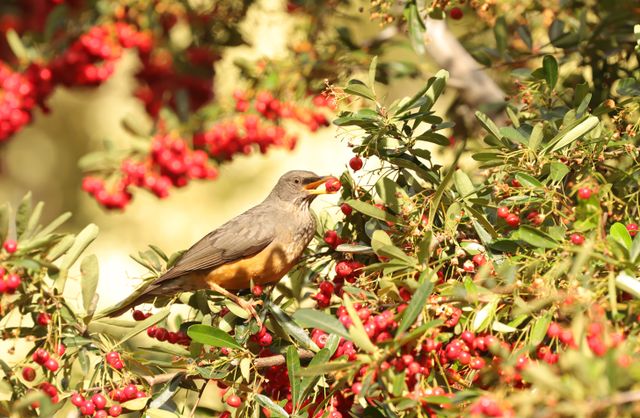 An adult Olive Thrush in a berry tree, with its beak jammed open by a large berry.
